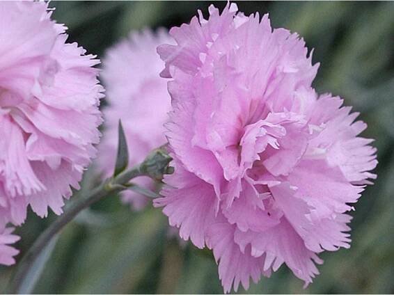 Hvozdík péřitý 'Double Rose' - Dianthus plumarius 'Double Rose'