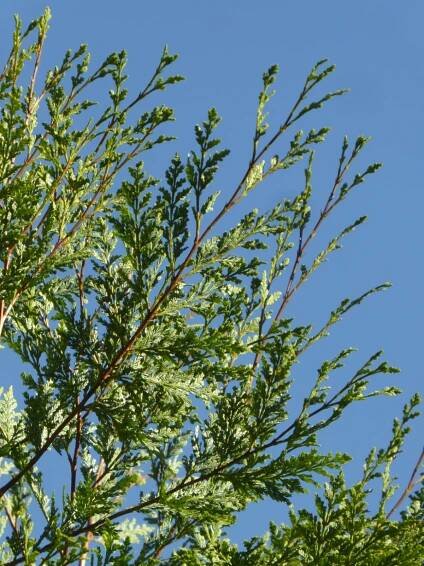 Austrocedrus chilensis 'Thornhayes Ghost'