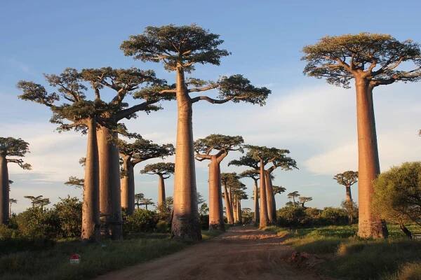Home - madagaskar.com