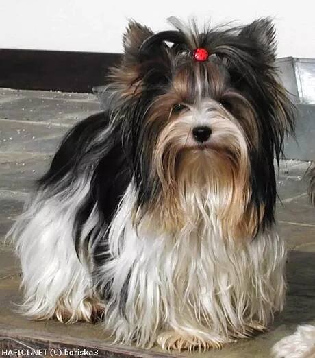 Biewer yorkshire terrier a la Pom Pon - Biewer yorkshire terrier a la Pom Pon http://hafici.net/profil/387 | © boriska3 | Posílám 3 fotografie Biewer Yorkshire Terrier