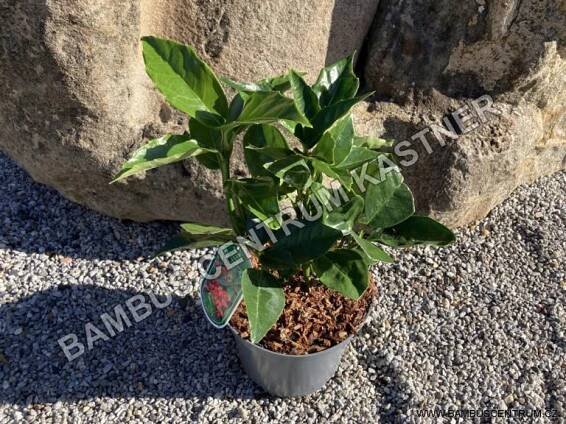 Aucuba japonica Rozannie