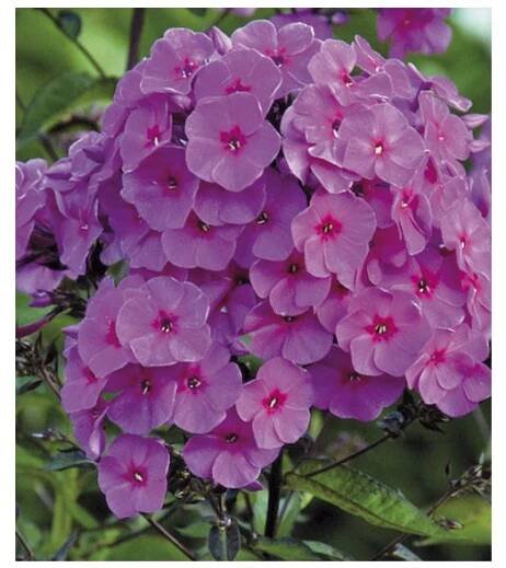 paniculata Cardinal 19