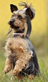 Jorkšírsky teriér (Yorkshire terrier) | Pes Bruno