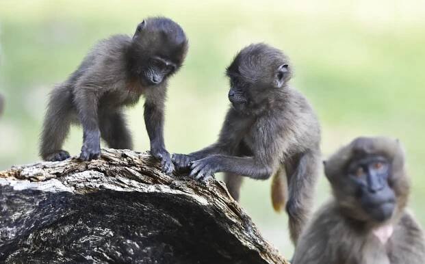 Skupina dželad hnědých ve zlínské zoo se rozrostla o další mláďata