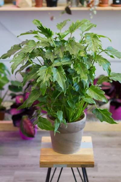 Philodendron 'Xanadu' (veľký)