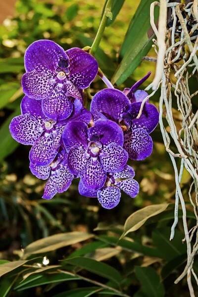 Neprospívají vám orchideje? Odborníci popsali největší chyby a poradili, jak je napravit - Top DNE 