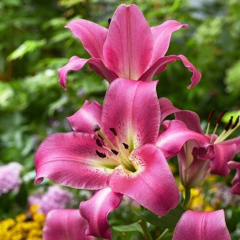 Lilie stromová - Purple Lady - Lilium - Půvabná síla letního souznění - Cibule - 1 ks