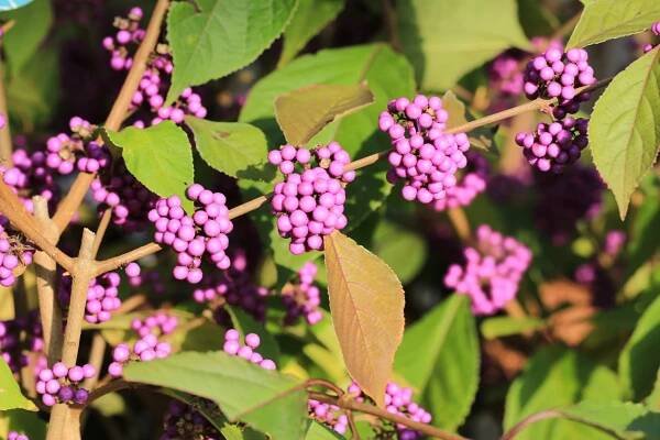 Callicarpa bodinieri ‚Profusion‘ – raritní KRÁSNOPLODKA nyní na prodejně! - Zahradnictví Líbeznice