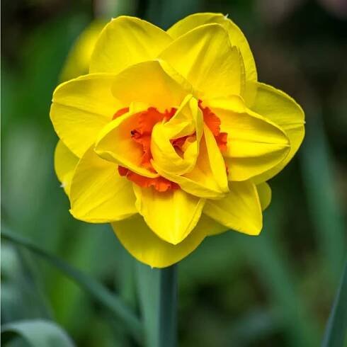 Narcis 'Tahiti'