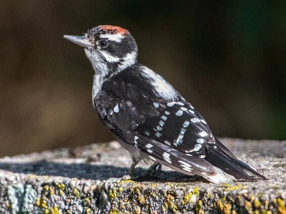  - Downy Woodpecker