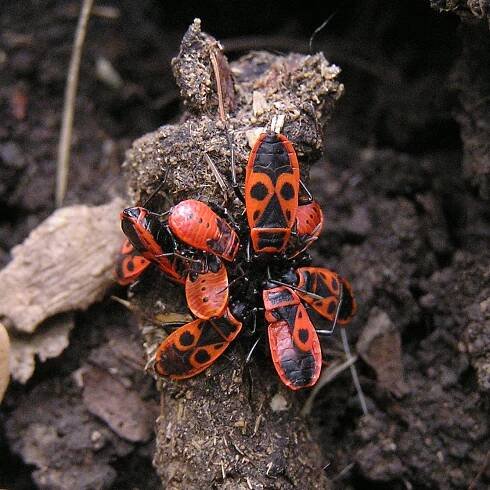 Pyrrhocoris apterus - Wikimedia Commons