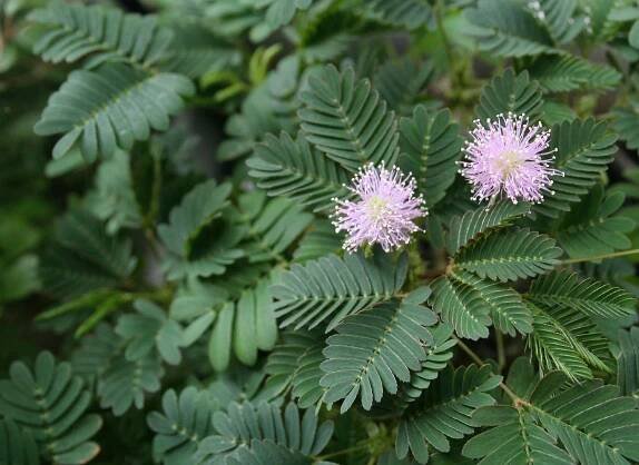 Mimosa Pudica Seed Supplement Health Benefits