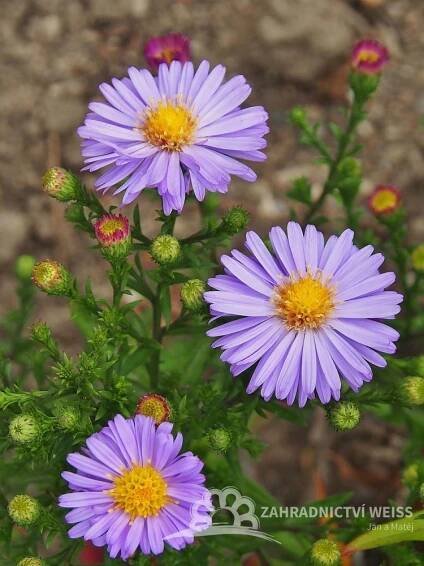 ASTRA PODZIMNÍ – ASTER DUMOSUS PROF. ANTON KIPPENBERG