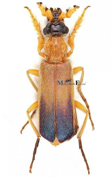 Cerocoma scovitzi