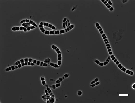 Publications – Helfrich Lab