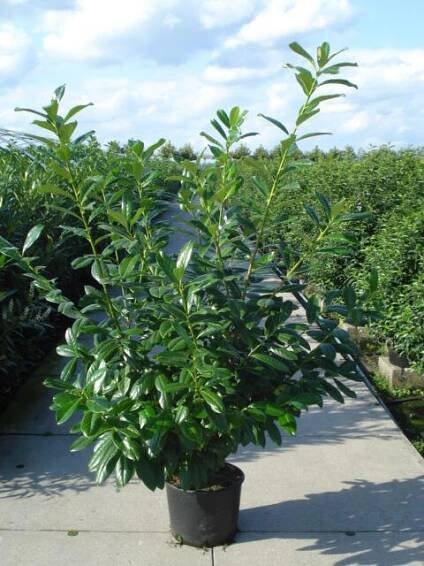 Bobkovišeň lékařská 'Novita' - Prunus laurocerasus 'Novita'