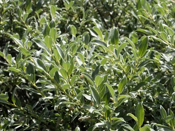 Salix glaucosericea