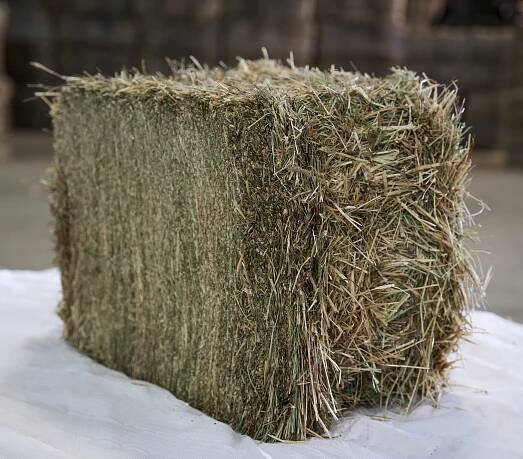 Timothy Hay - Timothy grass for racehorse and sport horse - Douliere Hay France