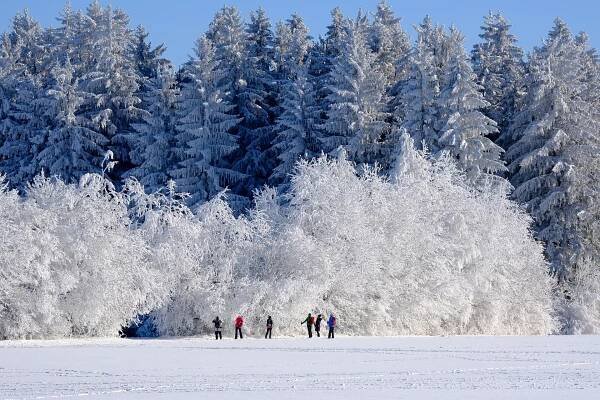 Zima Příroda Stromy - Fotografie zdarma na Pixabay