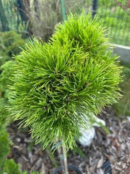 Borovice kosodřevinová 'Mini Mops' (Pinus mugo) NA KMENI