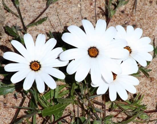 White African Daisy