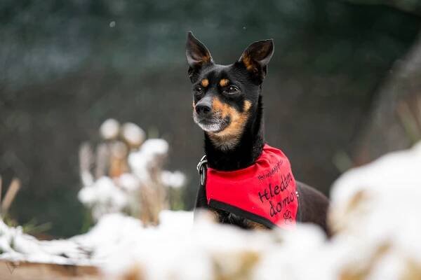 Enzo – adoptovaný | Pes nejvěrnější přítel