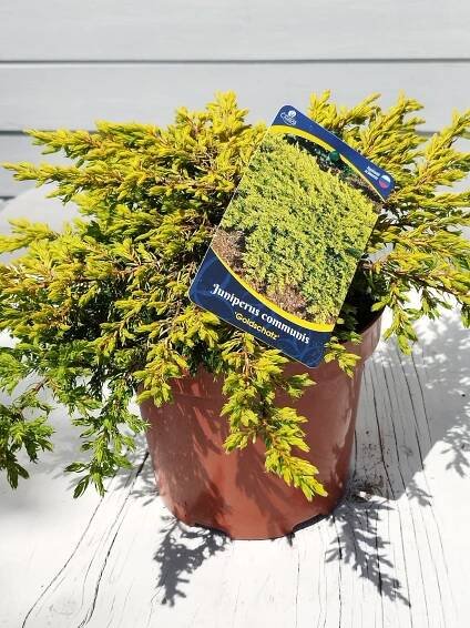 Juniperus communis 'Goldschatz' - Záhradníctvo Čambor