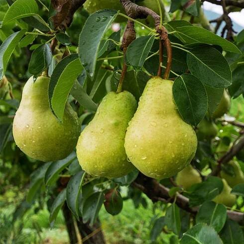 Winterbirne 'Alexander Lucas' - Pyrus 'Alexander Lucas' | Native Plants