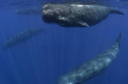 Kdo se dostane nejhlouběji: Pětice nejlepších zvířecích potápěčů | 100+1 zahraniční zajímavost