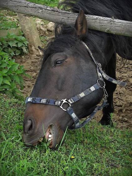 Farma Žlutava foto 5