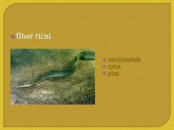 PPT - Obratlovci PowerPoint Presentation, free download - ID:3909197