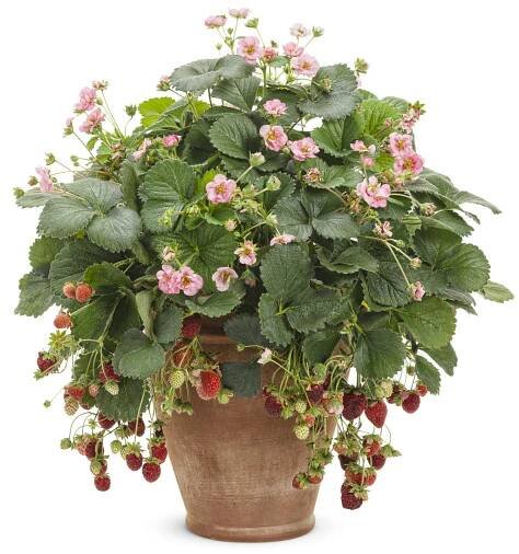 Berried Treasure® Pink - Strawberry - Fragaria ananassa | Proven Winners