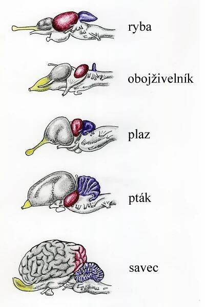 Základní rysy stavby těla obratl