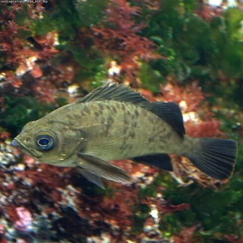 Sebastes inermis