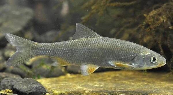Jelec proudník (Leuciscus leuciscus) » Rybářský rozcestník