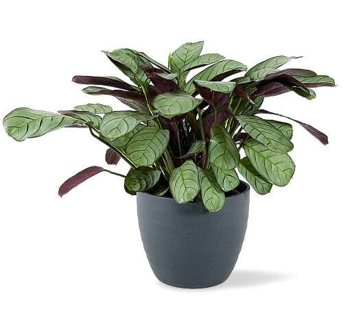 Calathea Burle-marxii 'Amagris' Ø12cm