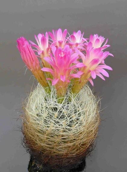 Neoporteria nidus var. gerocephala