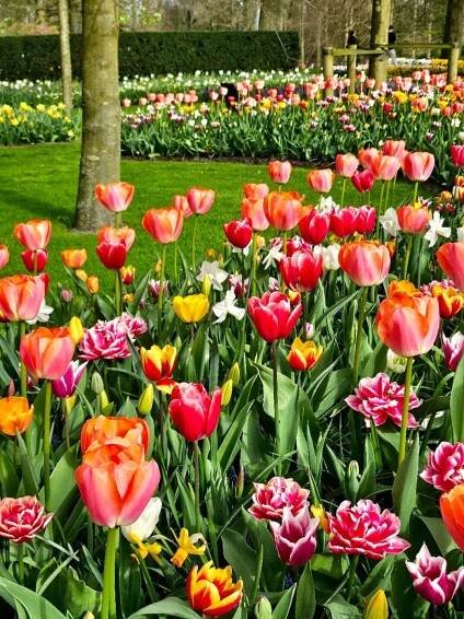 Keukenhof
