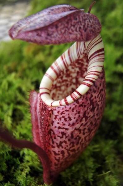 Nepenthes burbidgeae