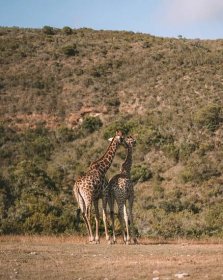 On Safari Near Cape Town: Gondwana Game Reserve, South Africa | Away Lands