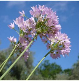 Česnek růžový – Allium roseum – okrasné česneky – cibulky