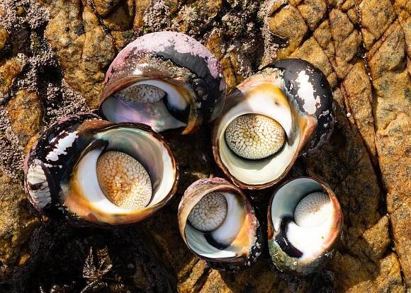 Secret Season - Food & Foraging | Grootbos