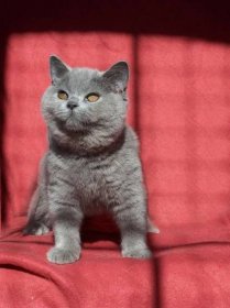 Chovatelská stanice koček: Britská krátkosrstá kočka - TEDDY STAR