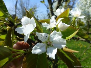 Hrušen písečná - větévka s květy (Pyrus pyrifolia), květy, květenství