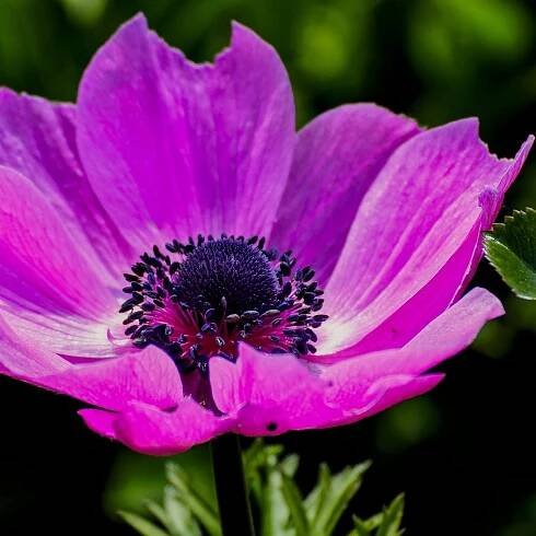 Sasanka Governor – Anemone – Sasanka Admiral – cibuloviny – pěstování
