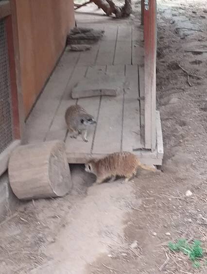 Přírodovědná expedice 5.A v rámci projektu ZOO | Základní škola Komenského, Trutnov