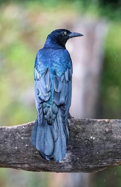 Great-tailed Grackle