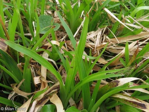fotografie Luzula sylvatica (bika lesní)
