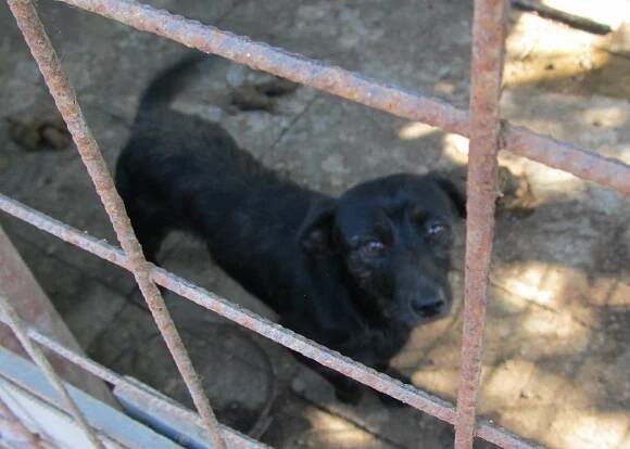 Psi k adopci z útulků, azylů a neziskových organizací