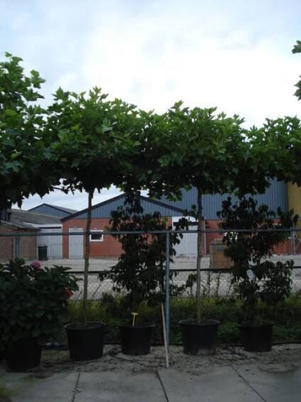 Platan javorolistý 'Alphens Globe' - Platanus acerifolia 'Alphens Globe'